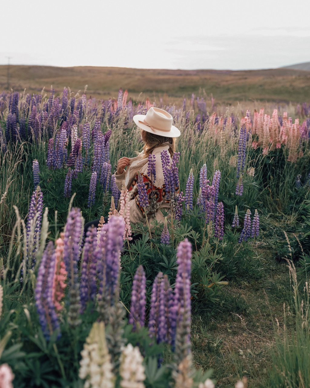 Woman in lupine field at sunset - Lake Tekapo - New Zealand