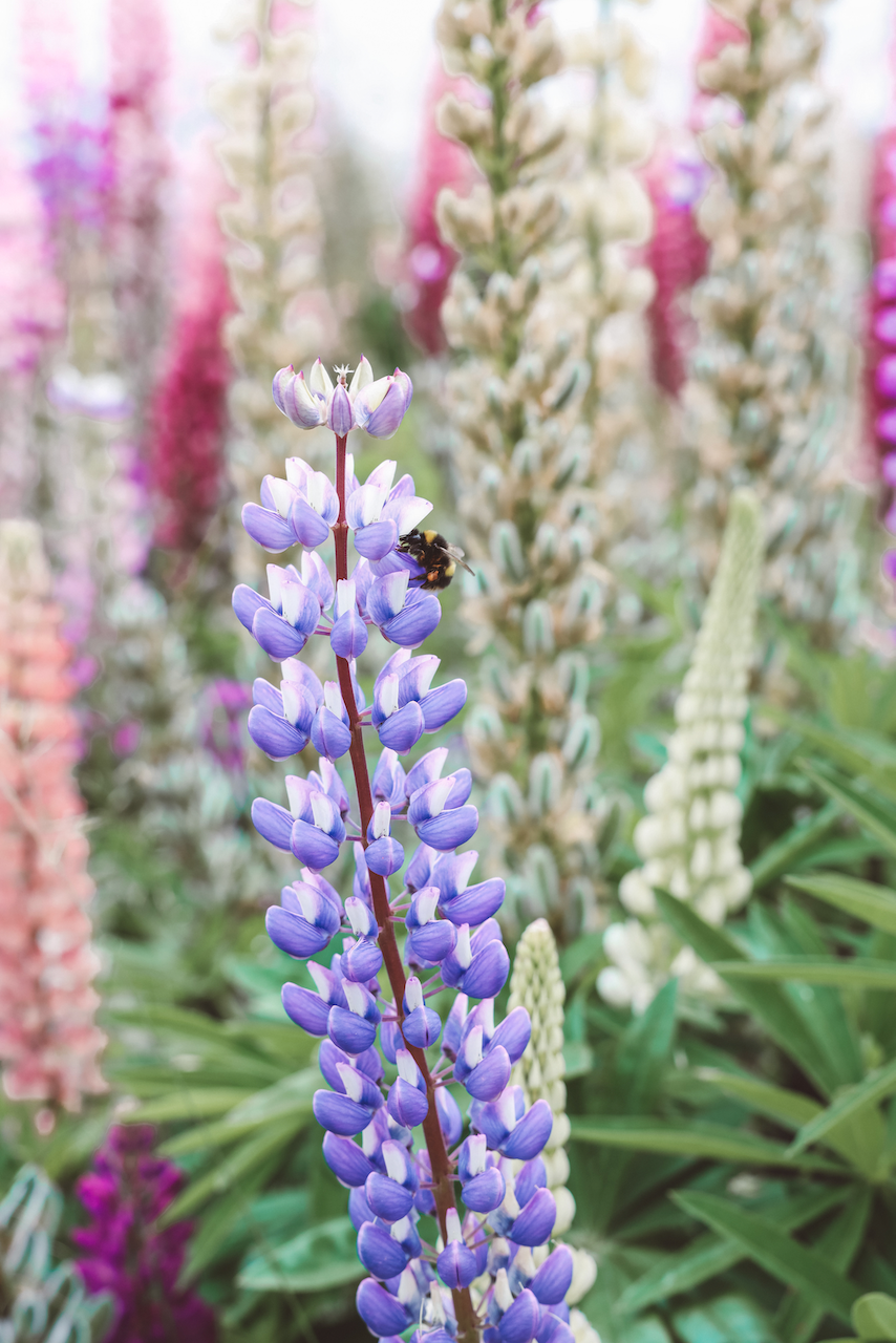 Close up of a bee pollinating a purple lupine flower - Lake Tekapo - New Zealand