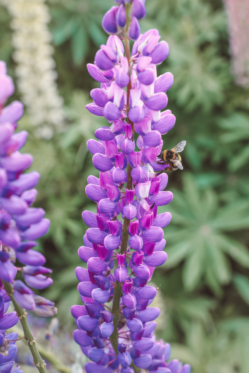 Une abeille et une fleur de lupin violette - Lac Tekapo - Nouvelle-Zélande