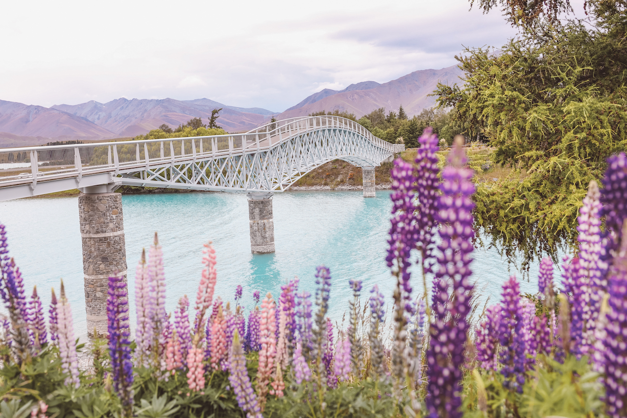 View of Maclaren Foot Bridge with a wall of lupine flowers - Lake Tekapo - New Zealand