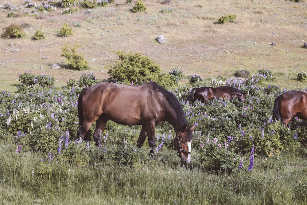 A horse in the field of lupines - Lake Tekapo - New Zealand