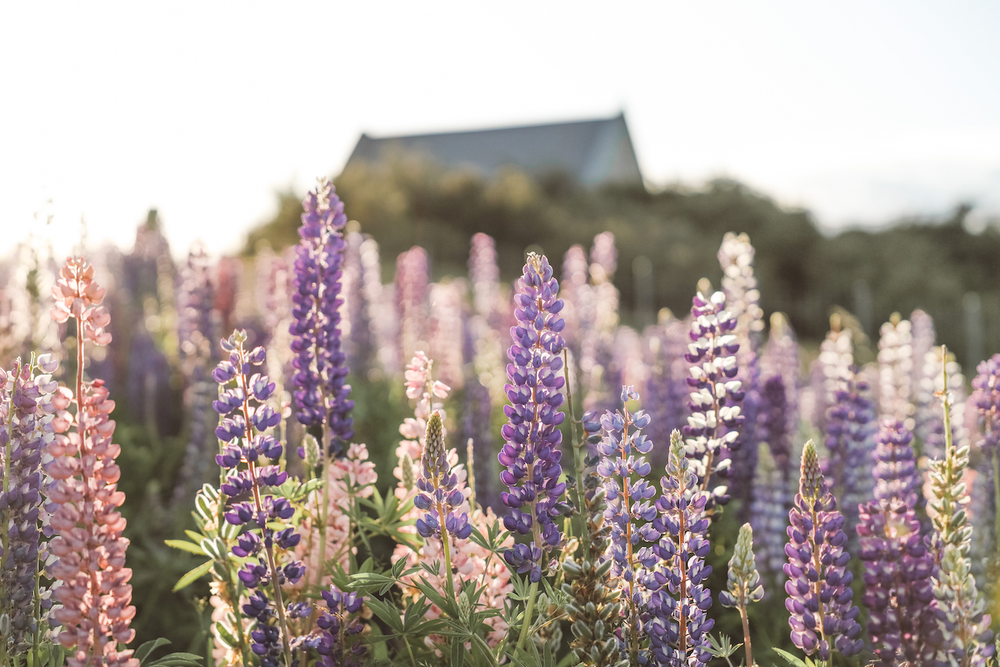 More lupines flowers - Lake Tekapo - New Zealand