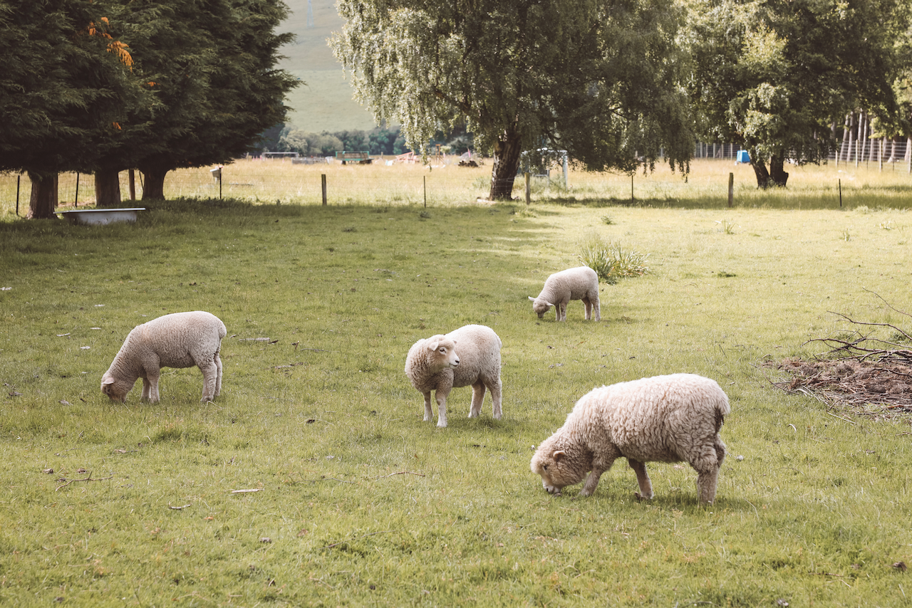 Just a bunch of sheeps at my Airbnb - Lake Tekapo - New Zealand