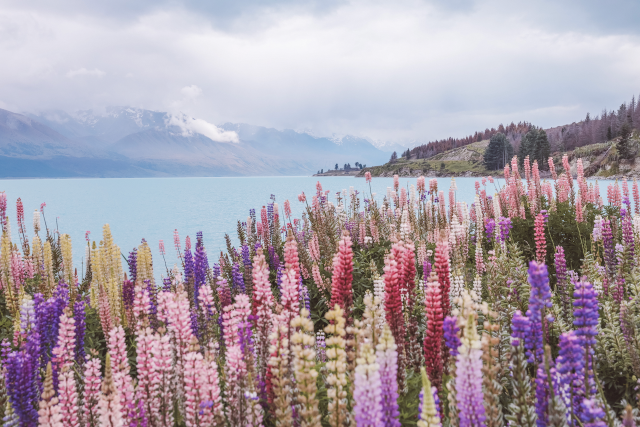 A wall of lupines - Lake Pukaki - New Zealand