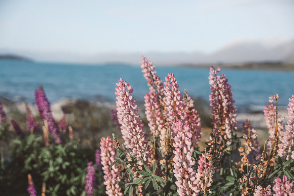 Pink lupine flowers - Lake Tekapo - New Zealand