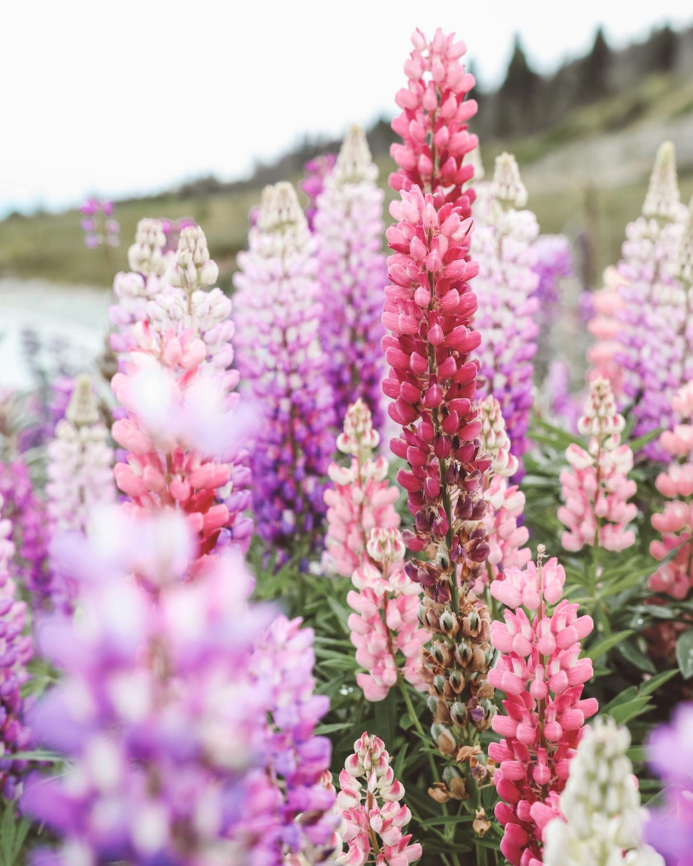 Closeup on those beautiful lupine flowers - Lake Pukaki - New Zealand