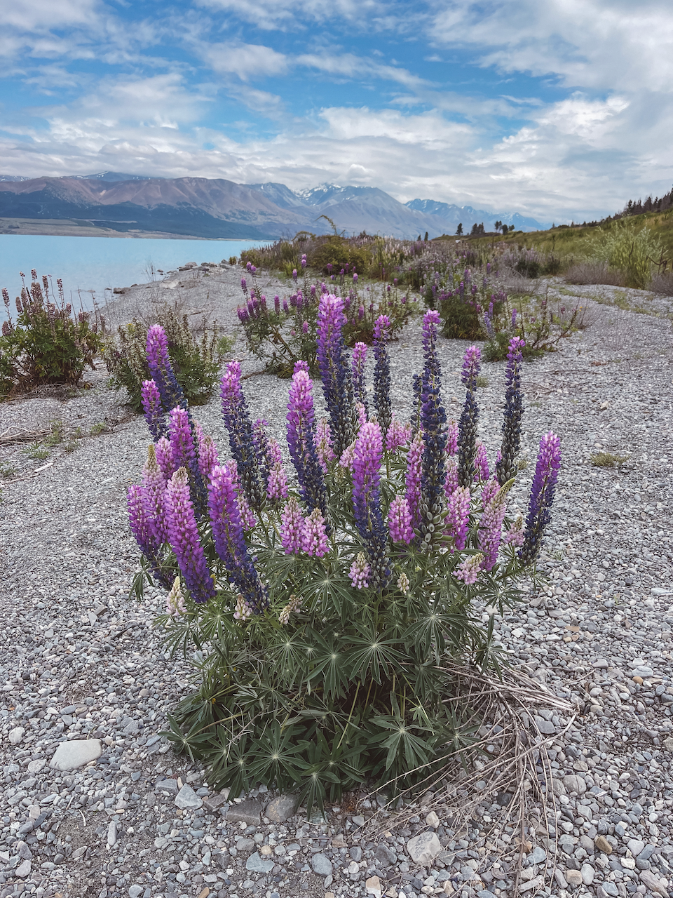 Bouquet de lupins violets - Lac Pukaki - Nouvelle-Zélande