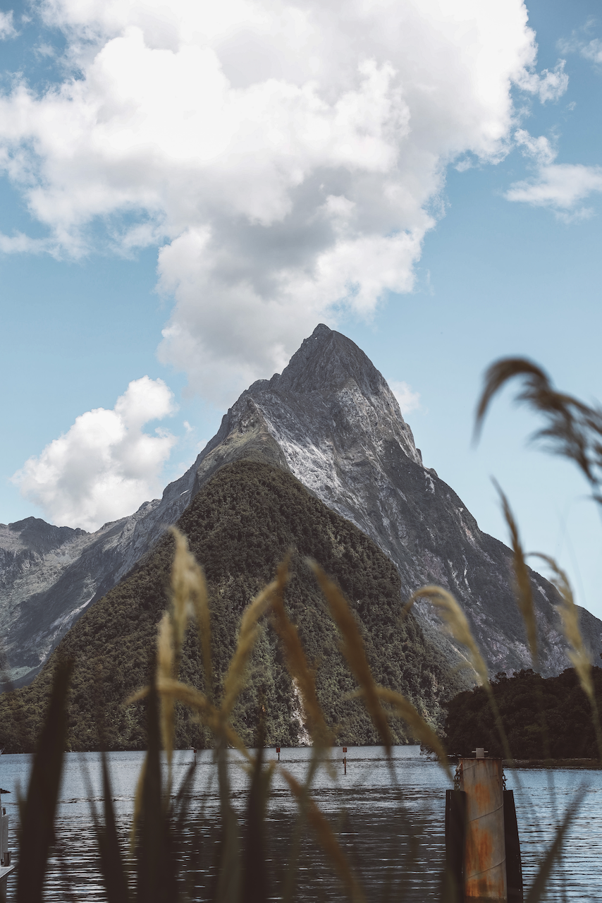 Greenery - Milford Sound Day Trip - New Zealand