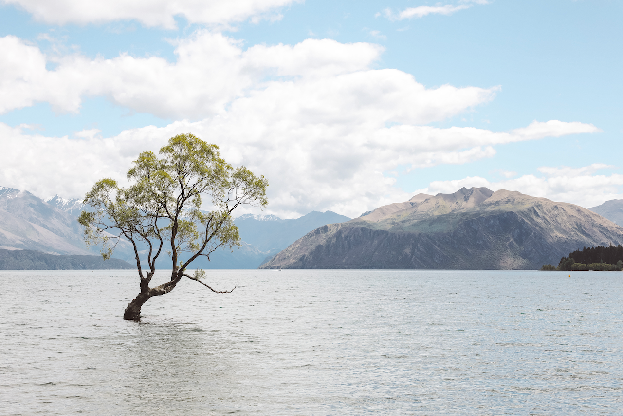 L'arbre dans l'eau de Wanaka - Lac Wanaka - Nouvelle-Zélande