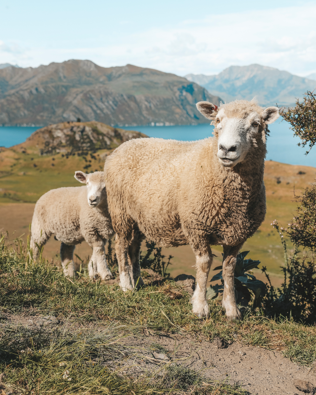 Sheep mom and baby on our hike - Roy's Peak - Lake Wanaka - New Zealand