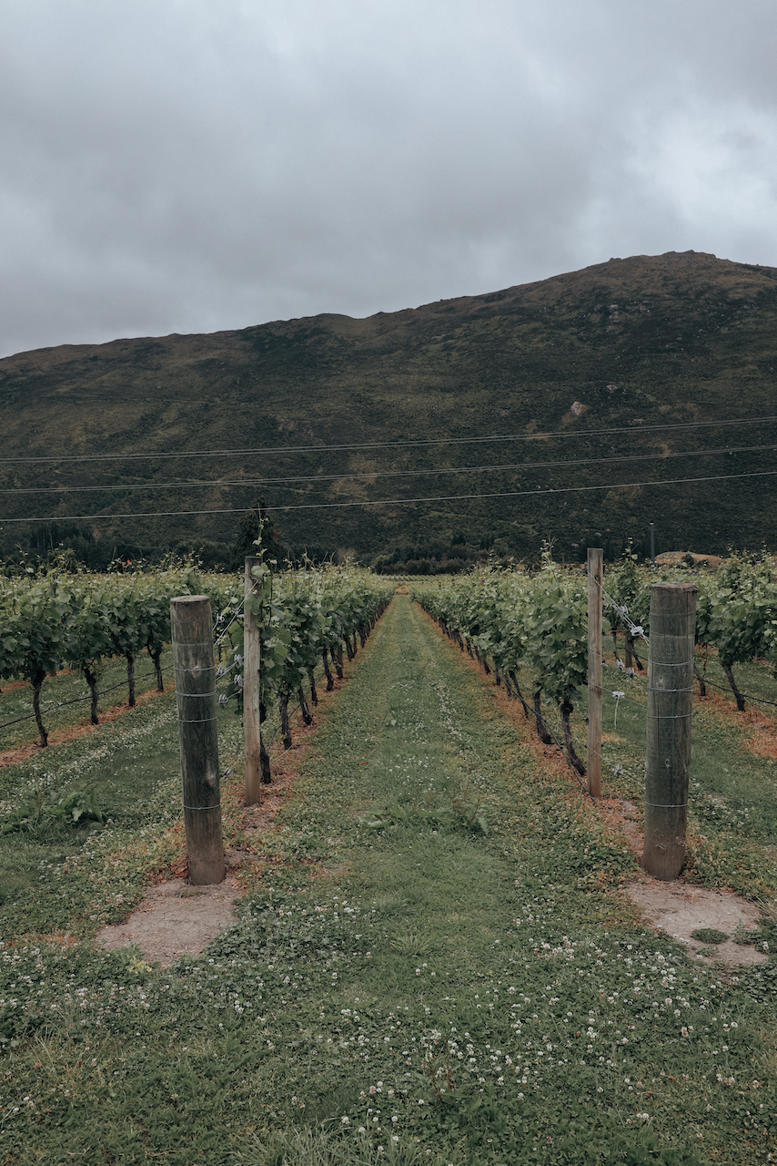 Les vignes de Mt Rosa Wines - Gibbston - Nouvelle-Zélande