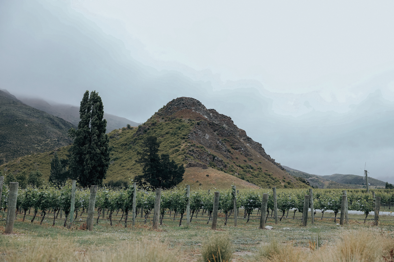 Les vignes avec les montagnes en arrière-plan chez Mt Rosa Wines - Gibbston - Nouvelle-Zélande