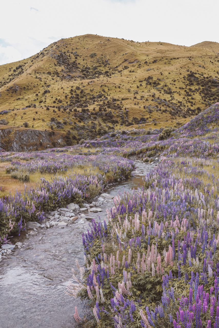 Field of wild lupines in Lindis Pass - New Zealand