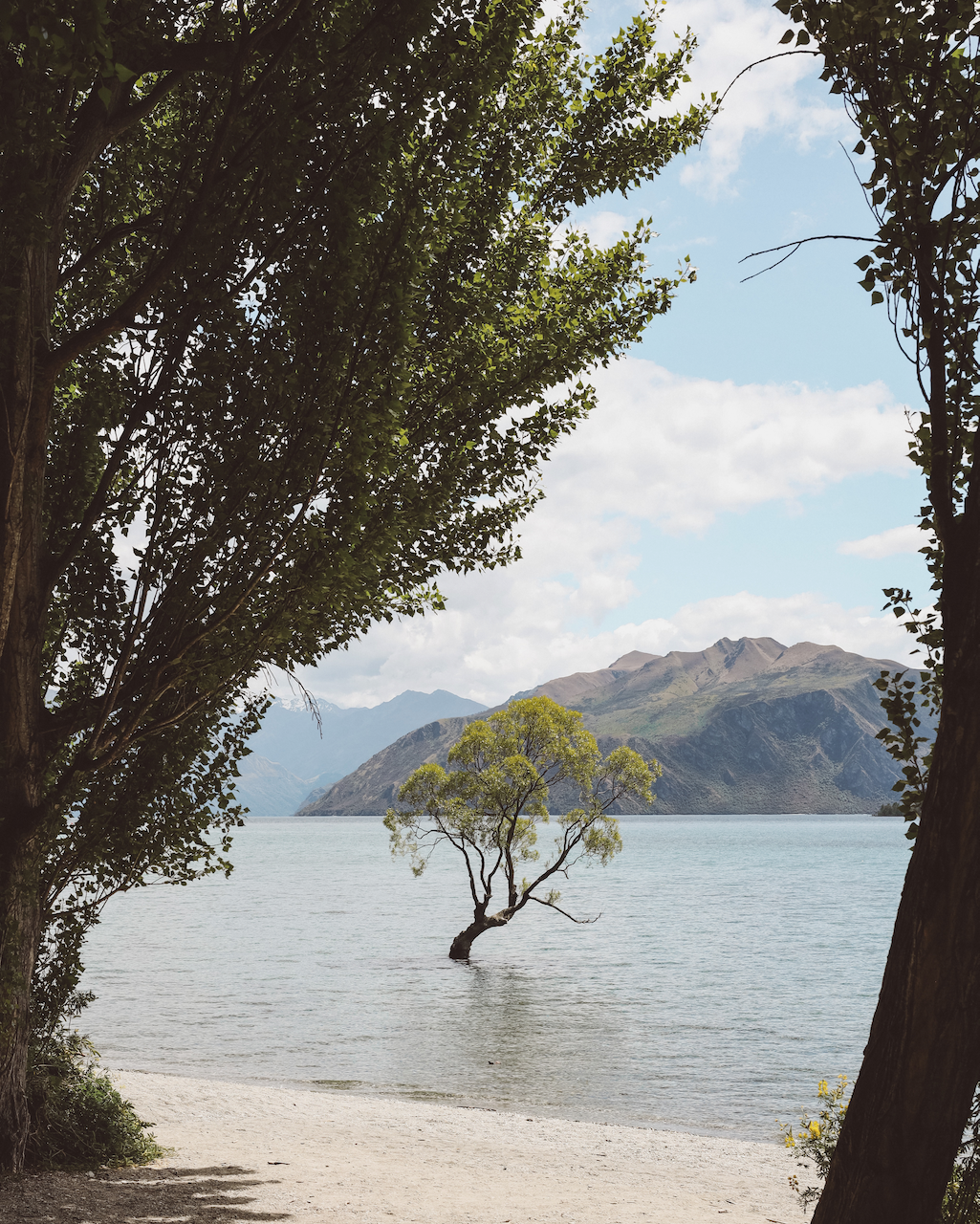 L'abre de Wanaka entouré de verdure - Lac Wanaka - Nouvelle-Zélande