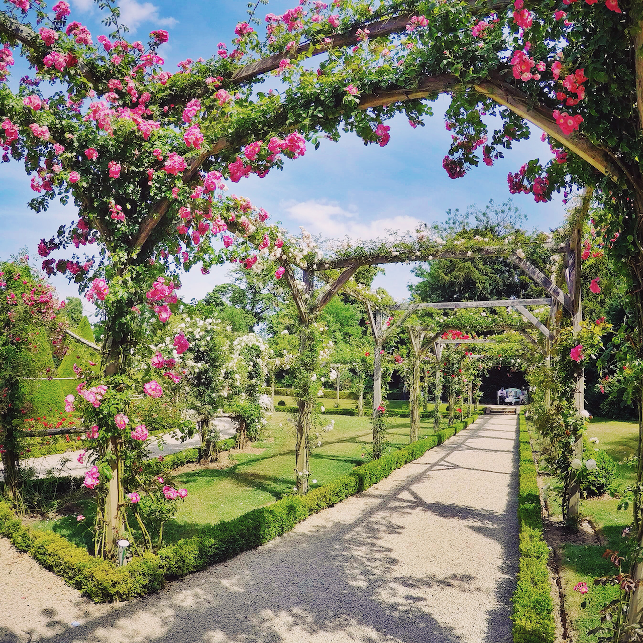 La roseraie des jardins de Bagatelle - Bois de Boulogne - Paris - France