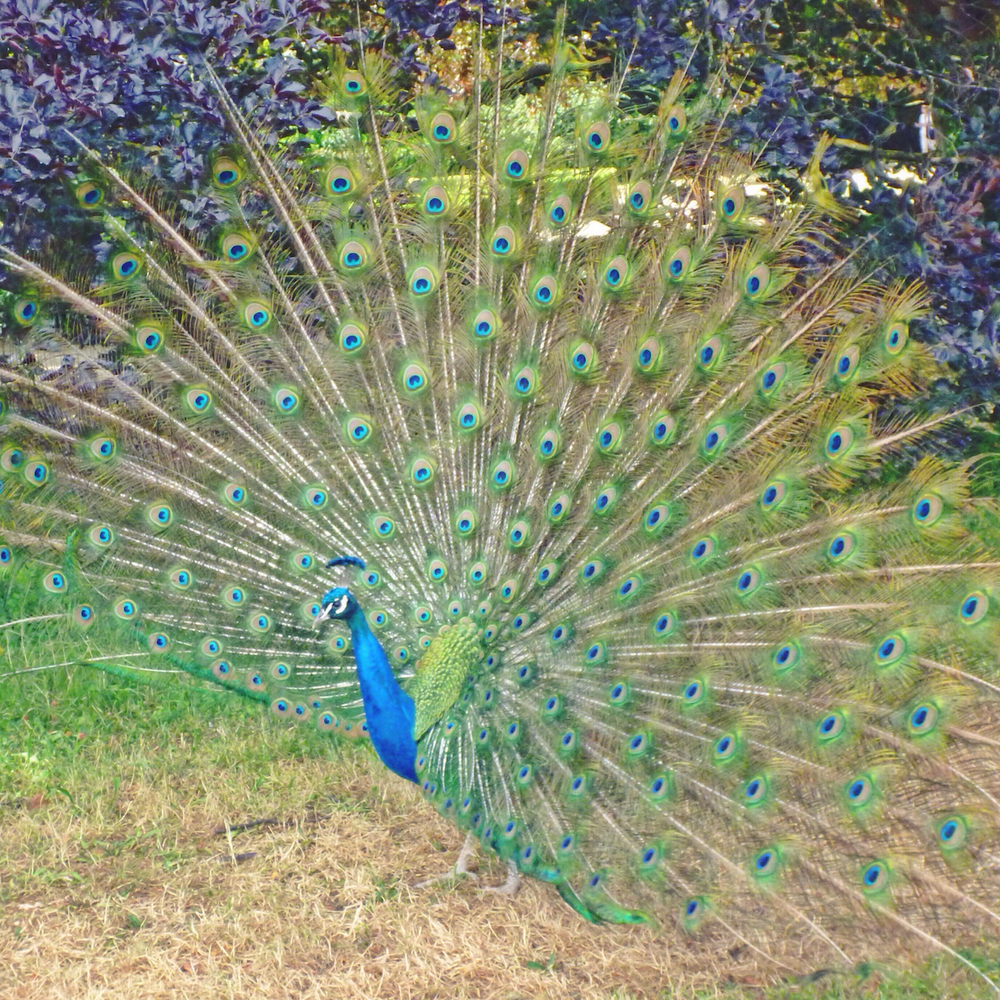 A peacock showing its beauty in Bagatelle - Paris - France