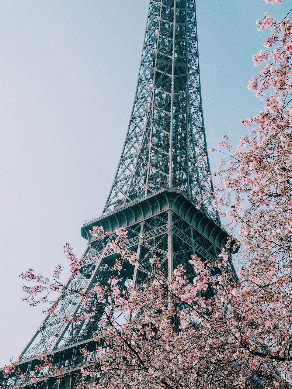 Les arbres en fleurs et la tour Eiffel au printemps - Paris - France