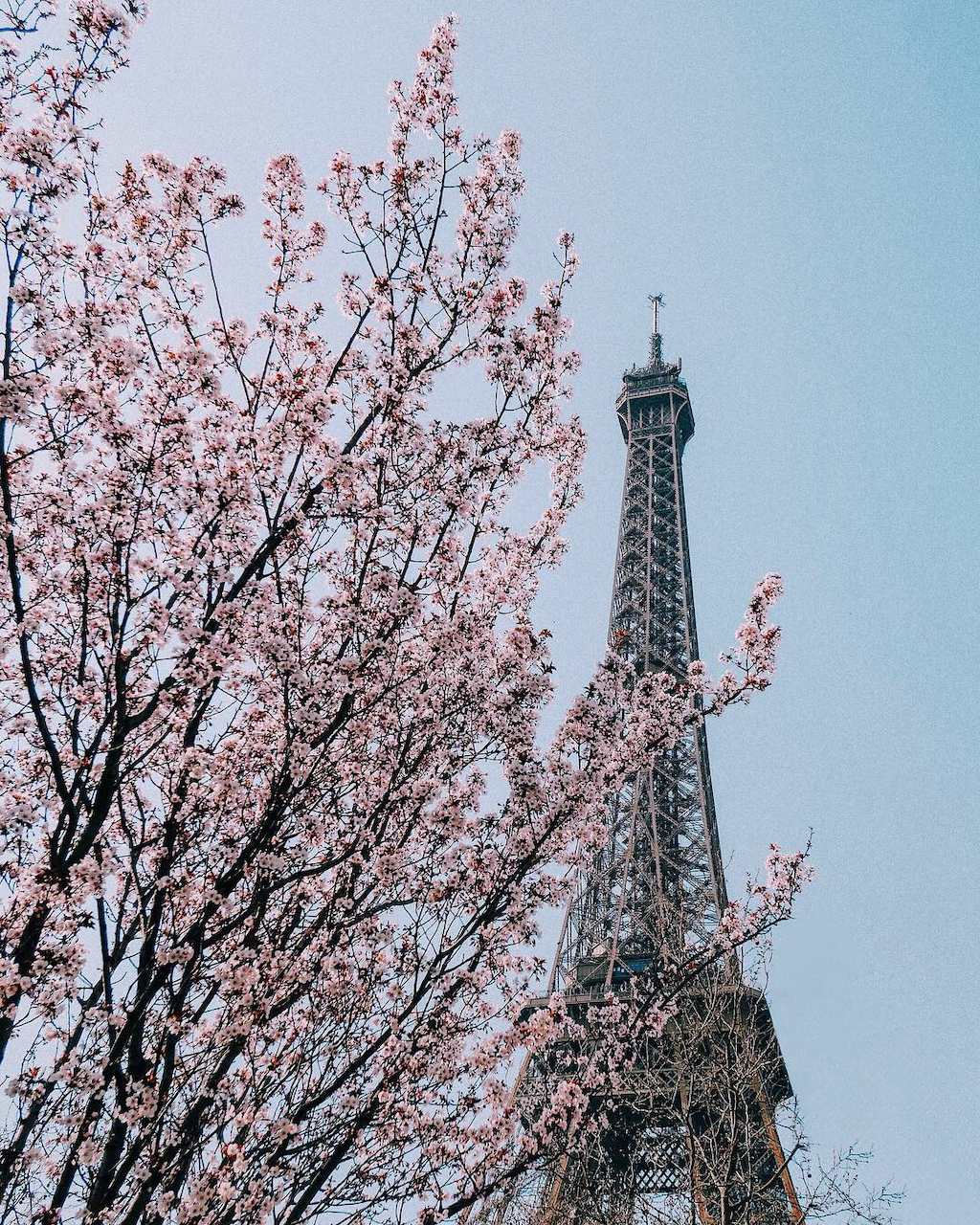 Spring in full bloom at the Eiffel Tower - Paris - France