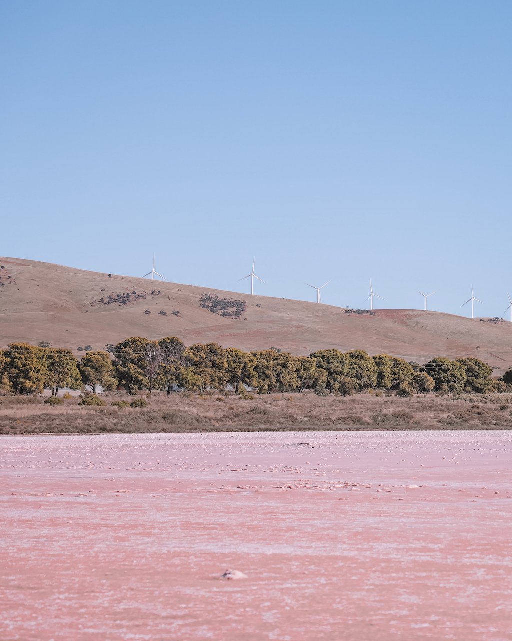 Pink Lake with windmills in the background - Bumbunga Lake - South Australia (SA) - Australia