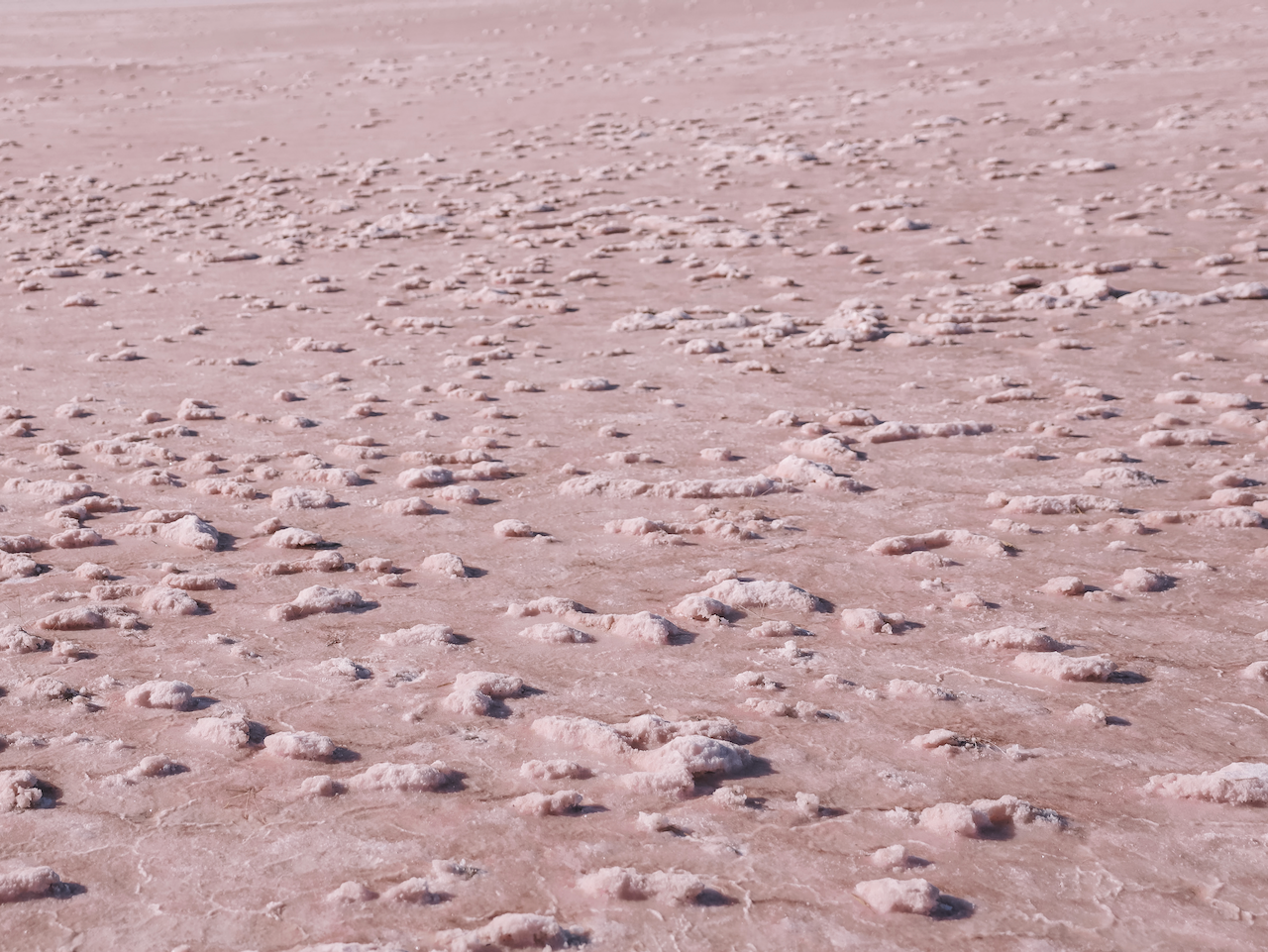 The pink salt of Bumbunga Lake - South Australia (SA) - Australia