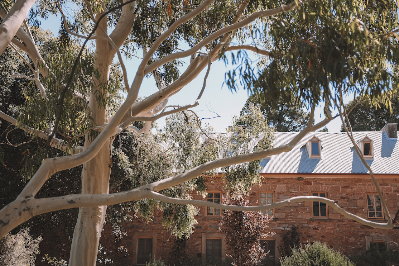 Eucalyptus devant Sevenhill Wines - Clare Valley - South Australia (SA) - Australie