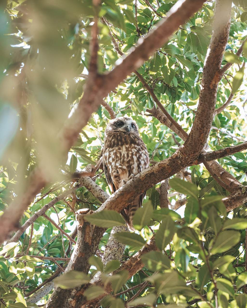 Un hibou dans un arbre chez Hentley Farm - Barossa Valley - South Australia (SA) - Australie