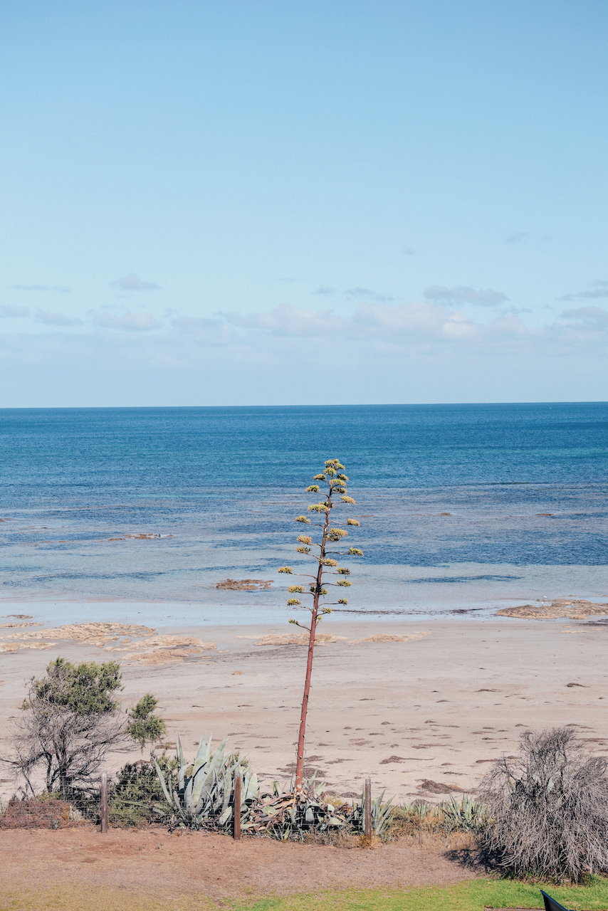 Petit arbre seul à Maslin Beach - McLaren Vale - South Australia (SA) - Australie