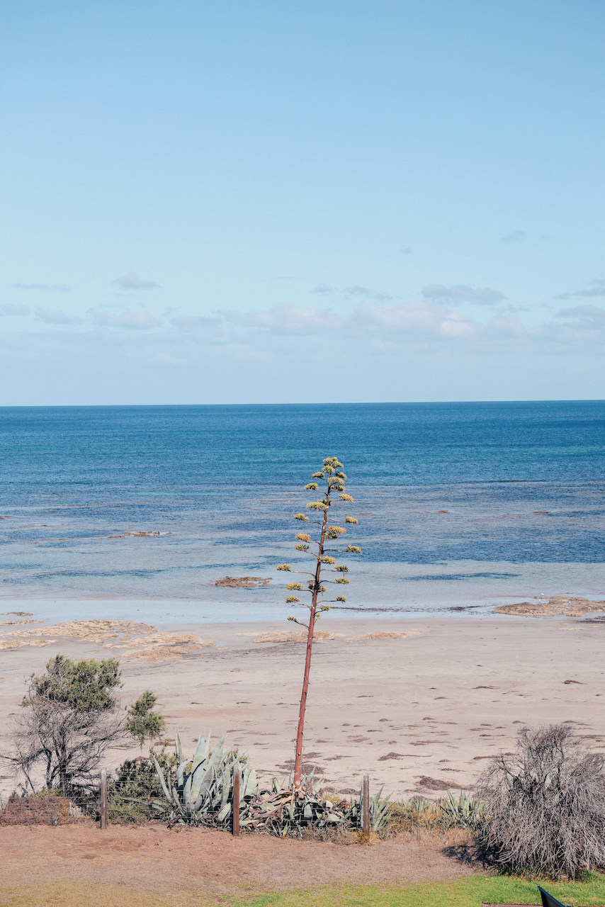 Stunning plant at Maslin Beach - McLaren Vale - South Australia (SA) - Australia