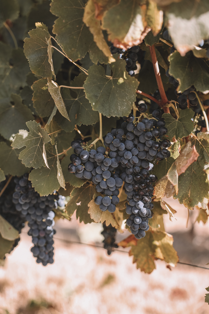 Beautiful grapes ready to be harvested - Seppeltsfield Valley - Barossa Valley - South Australia (SA) - Australia