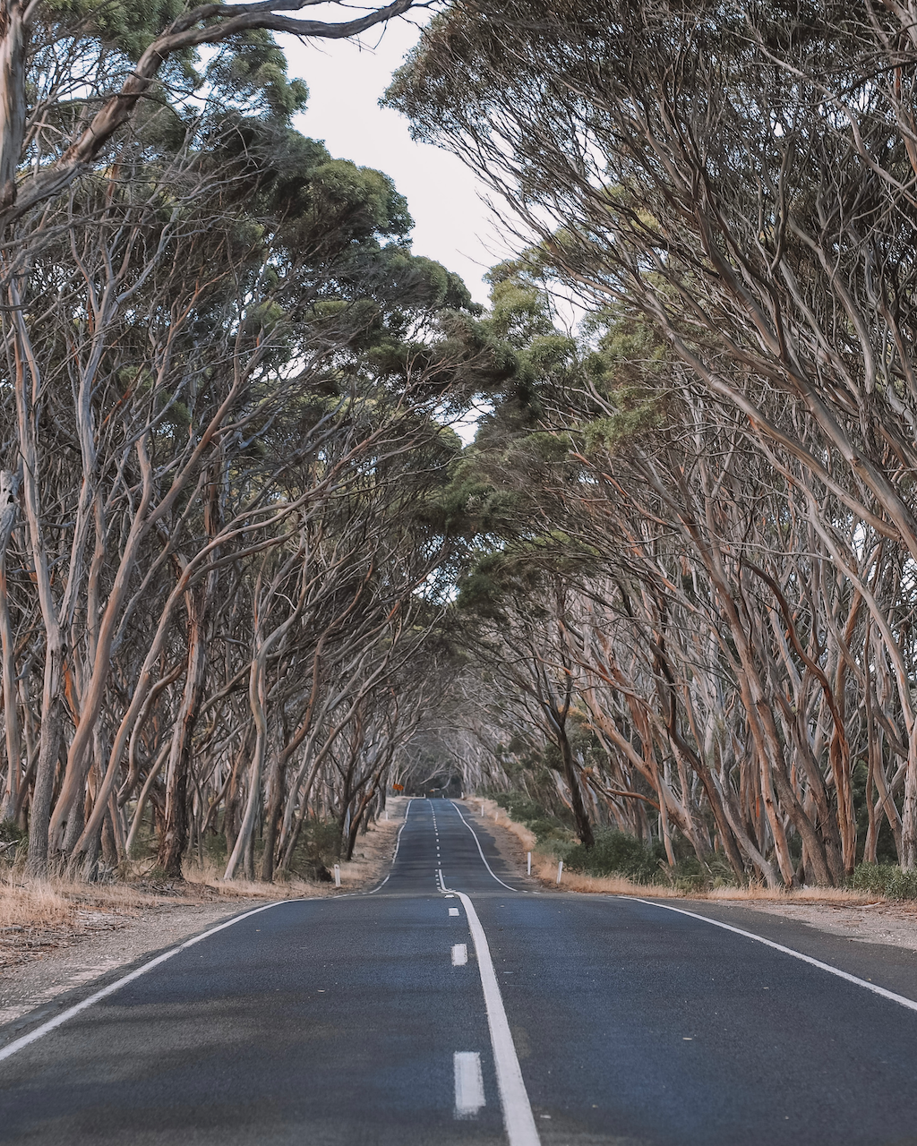 Route scénique avec des eucalyptus - Kangaroo Island - South Australia (SA) - Australie