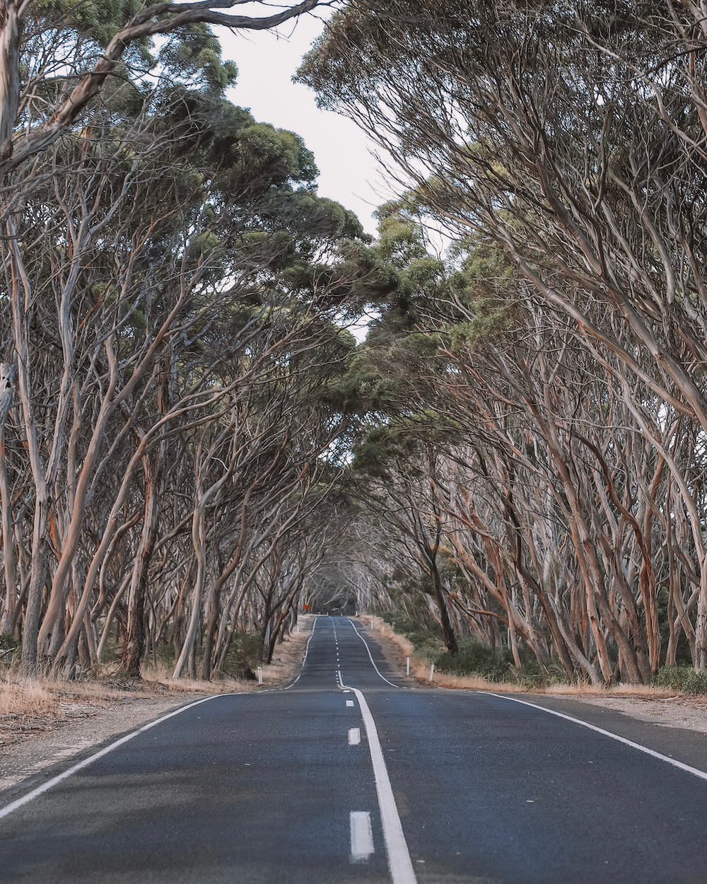 Scenic road with eucalyptus trees - Kangaroo Island - South Australia (SA) - Australia