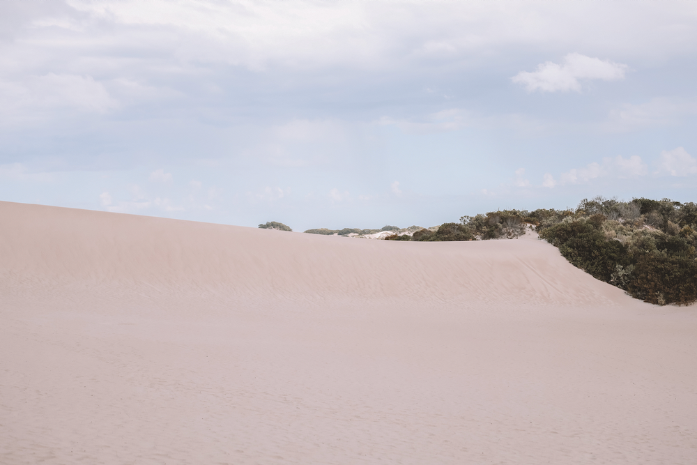 Little Sahara sand dune - Kangaroo Island - South Australia (SA) - Australia