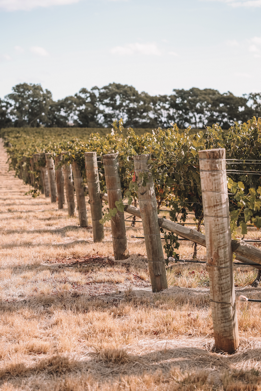 Stunning vineyard - Barossa Valley - South Australia (SA) - Australia