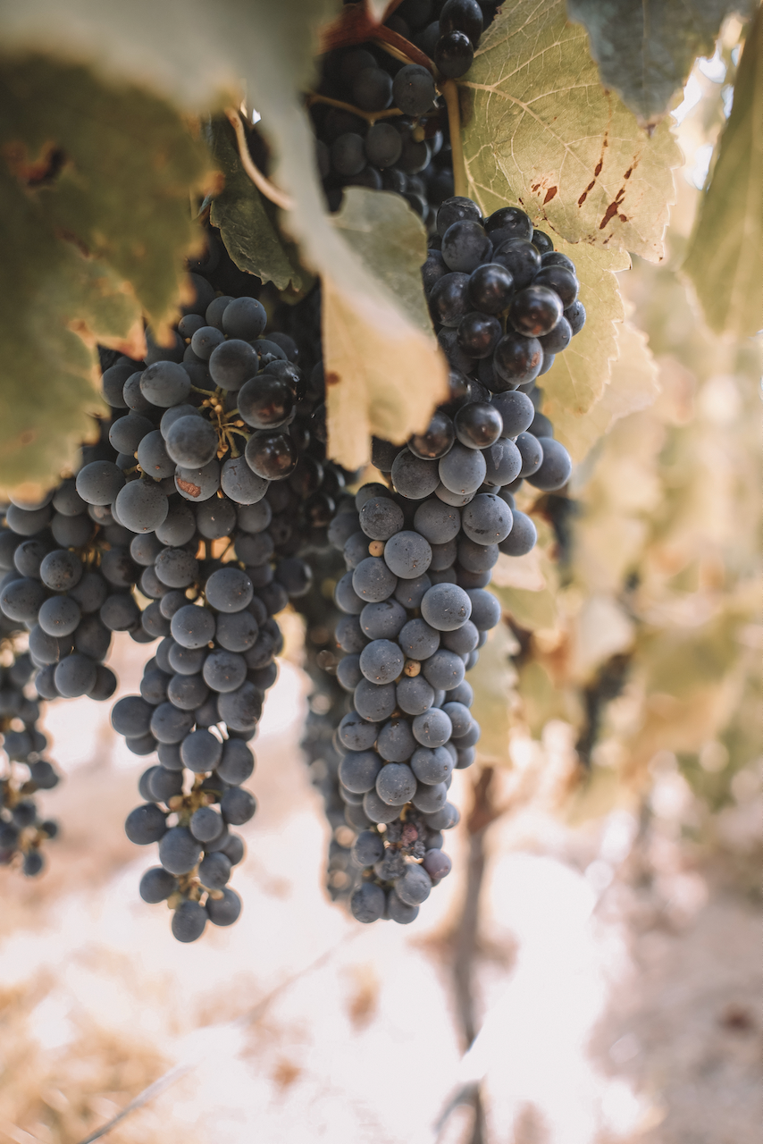Close up on some grapes - Barossa Valley - South Australia (SA) - Australia