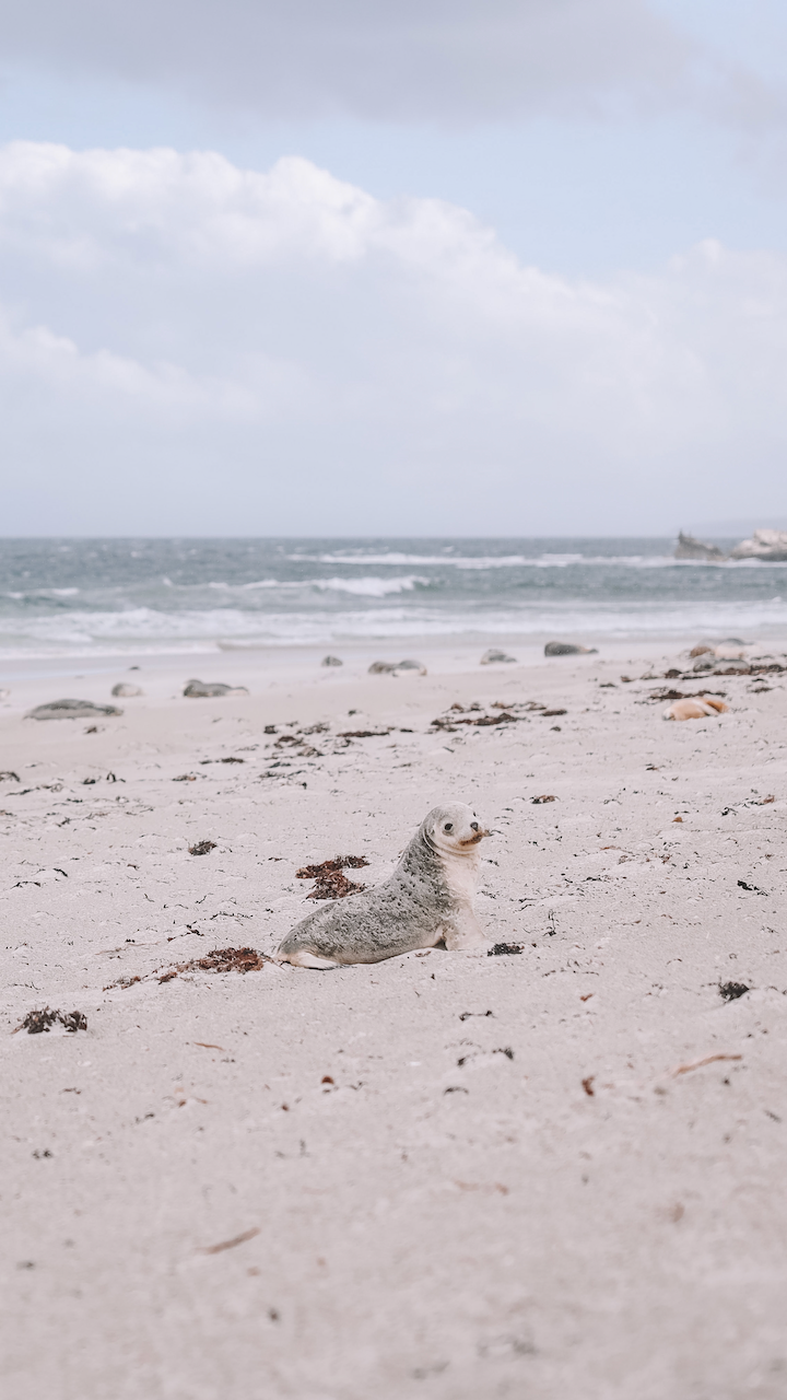 Un bébé phoque sur la plage - Kangaroo Island - South Australia (SA) - Australie