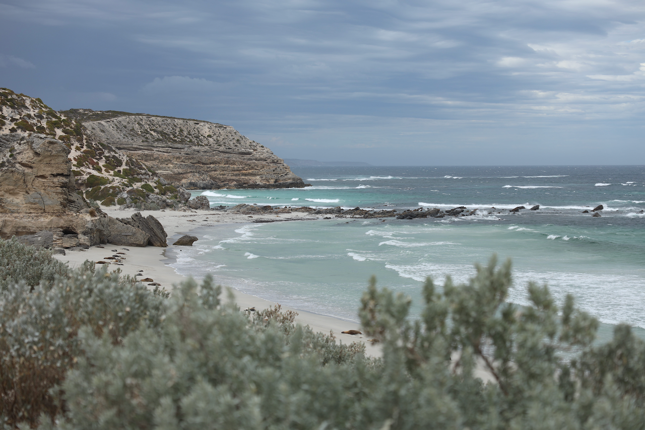 La plage de Seal Bay - Kangaroo Island - South Australia (SA) - Australie