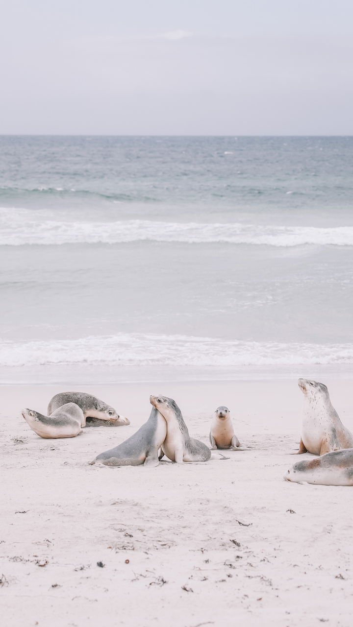 Colonie de phoques - Seal Bay Conservation Park - Kangaroo Island - South Australia (SA) - Australie