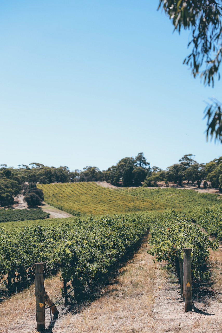 Les vignes autour de d'Arenberg Cube - McLaren Vale - South Australia (SA) - Australie
