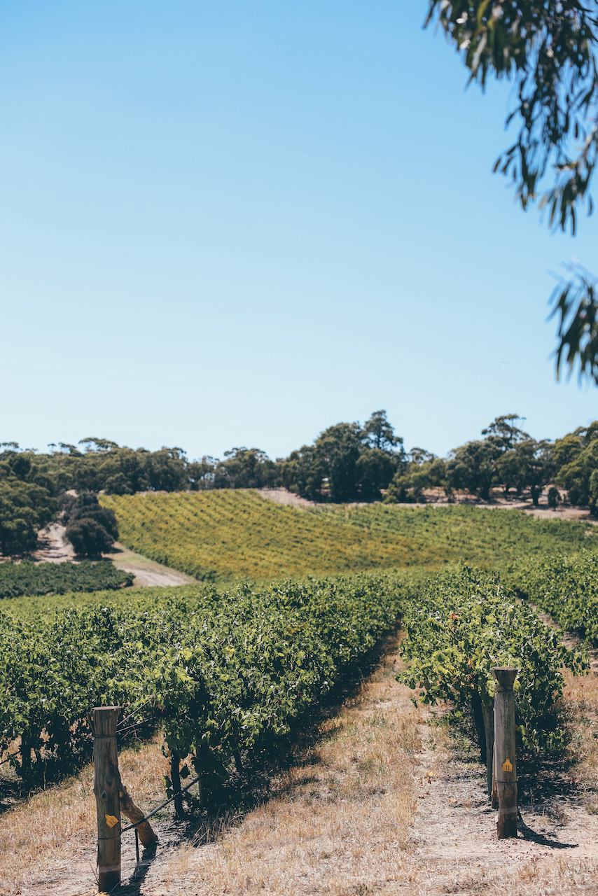 The vines from the d'Arenberg Cube - McLaren Vale - South Australia (SA) - Australia