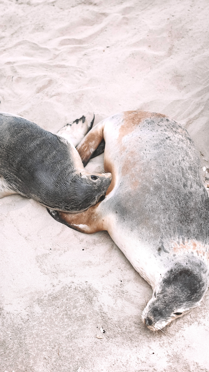 Une maman et son bébé phoque - Kangaroo Island - South Australia (SA) - Australie