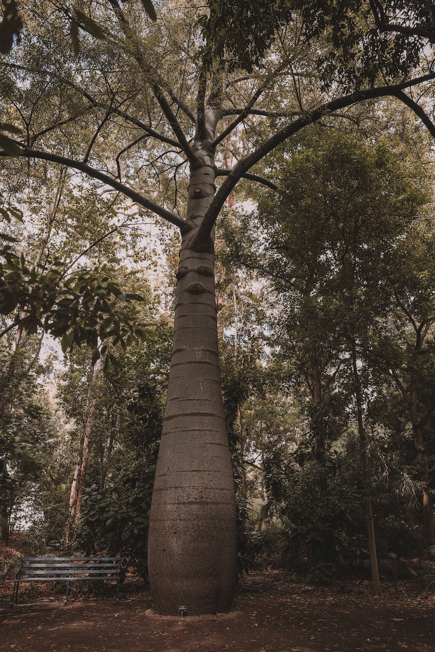 Arbre géant au Adelaide Botanic Garden - Adélaïde - South Australia (SA) - Australie