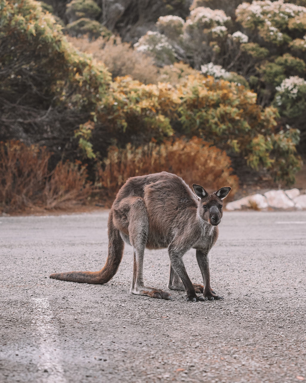 Un kangourou dans le stationnement - Kangaroo Island - South Australia (SA) - Australie