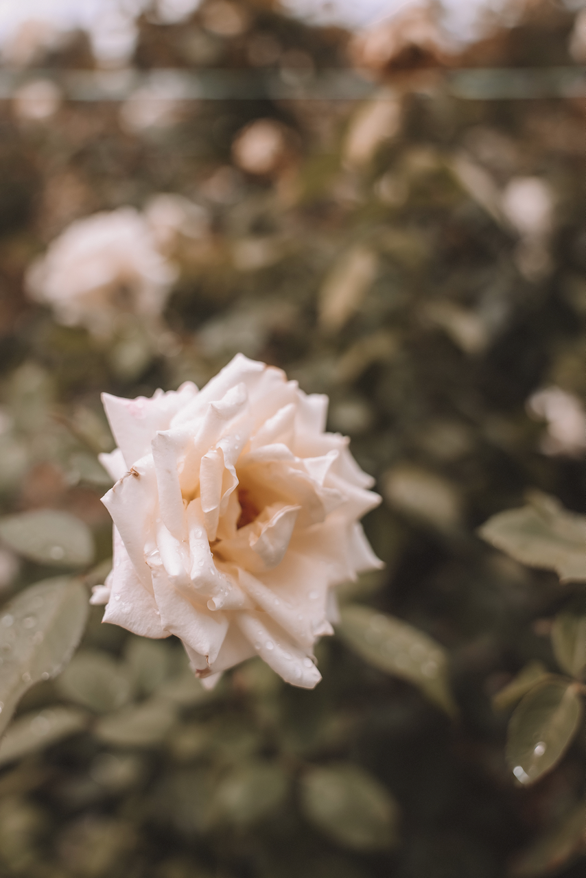 Une rose blanche au jardin botanique d'Adélaïde - Adélaïde - South Australia (SA) - Australie
