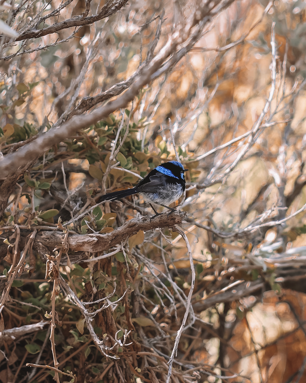 Cute little blue bird in Stokes Bay Beach - Kangaroo Island - South Australia (SA) - Australia