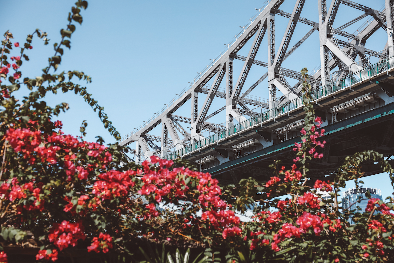Story Bridge and boungainvillea flowers - Brisbane - Queensland - Australia