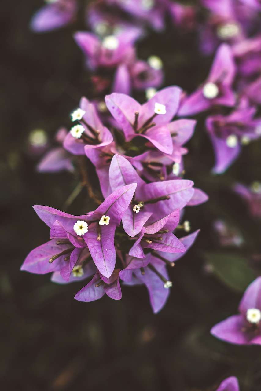 Bougainvillea flowers - Roma Street Parkland - Brisbane - Queensland - Australia