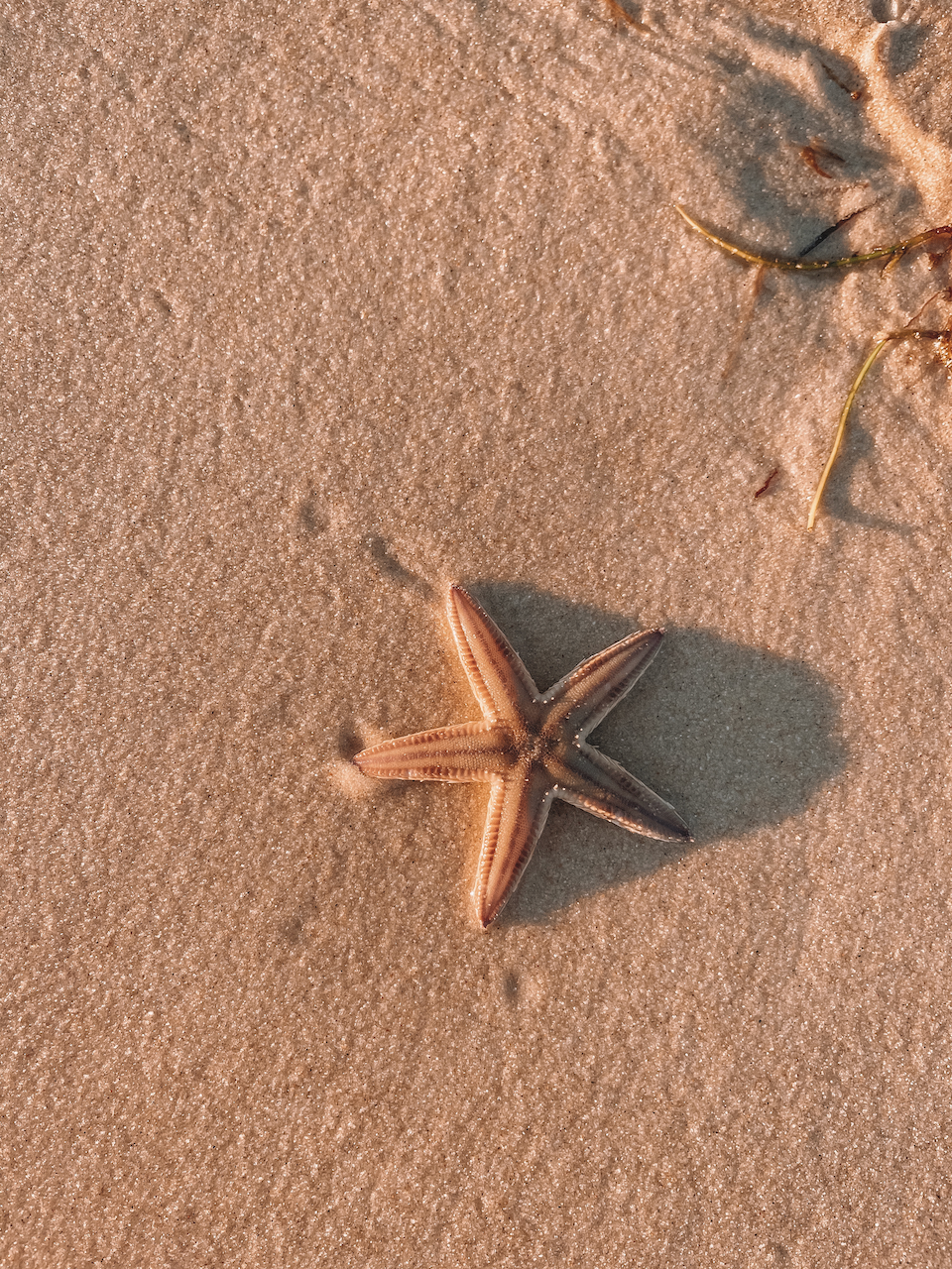Une étoile de mer - Île de Moreton - Queensland - Australie