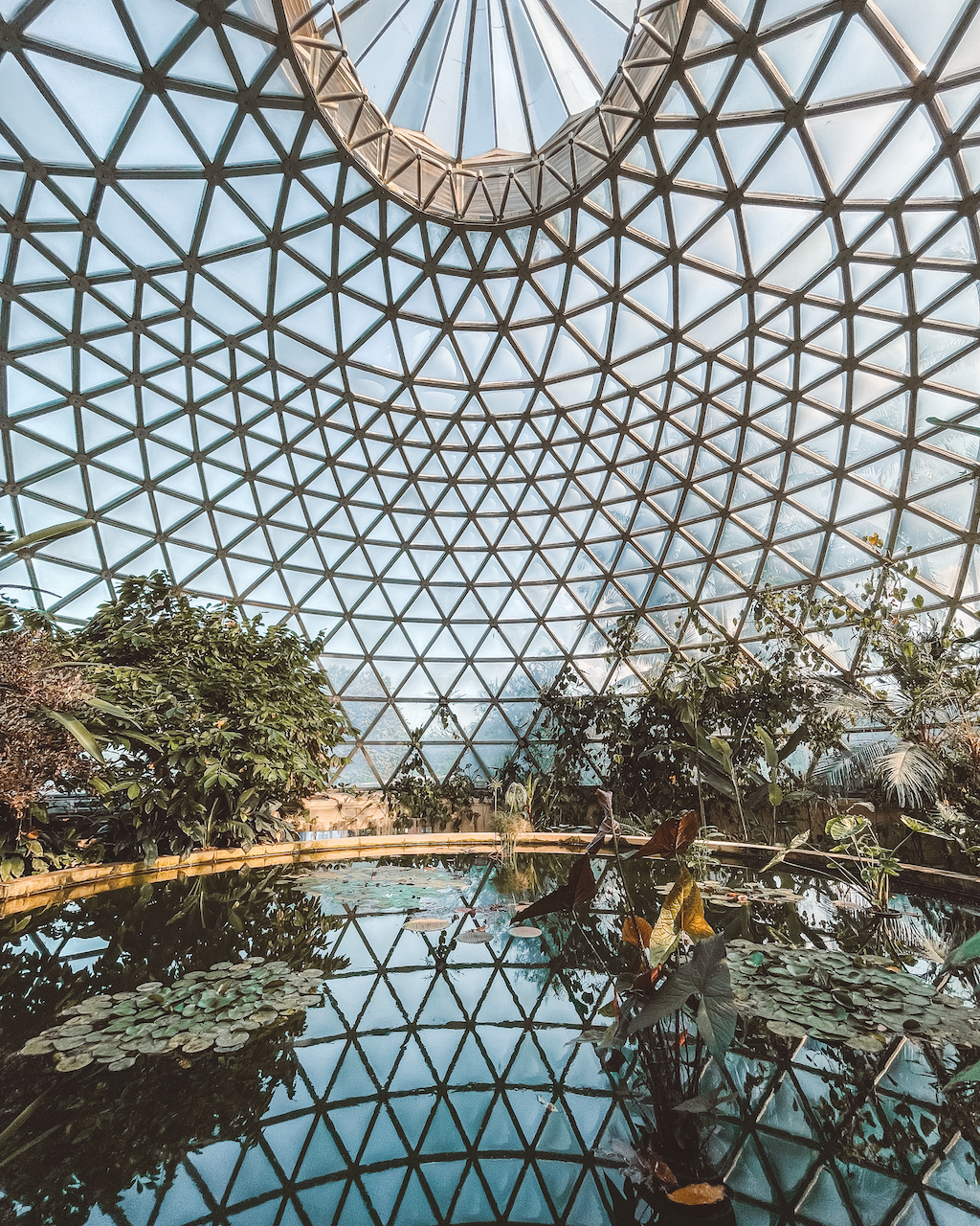 À l'intérieur du Dôme tropical du Mont Coot-Tha - Brisbane - Queensland - Australie