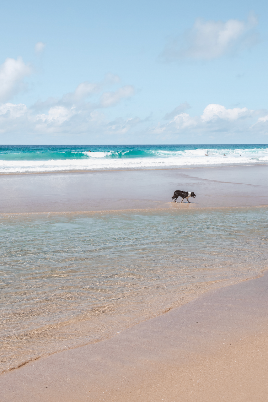 Un chien qui joue dans l'eau à marée basse - Sunshine Beach - Noosa - Queensland - Australie