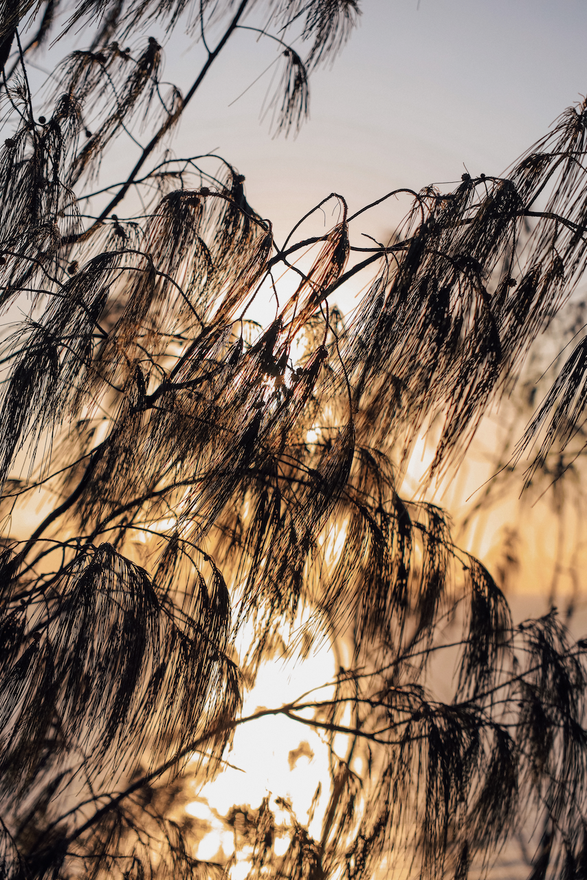 Lever de soleil à travers les branches - K'gari (Île Fraser) - Queensland - Australie